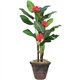 Golite nu-dell 7ft. Flowering Banana Tree - 84" Tall - Banana - Green - 1 Each