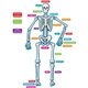 Teacher Created Resources Human Skeleton Accents - Theme/Subject: Learning - Skill Learning: Anatomy - 40 Pieces - 5-17 Year - 1