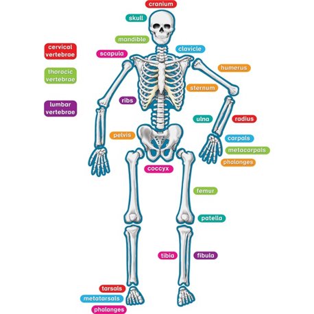 Teacher Created Resources Human Skeleton Accents - Theme/Subject: Learning - Skill Learning: Anatomy - 40 Pieces - 5-17 Year - 1